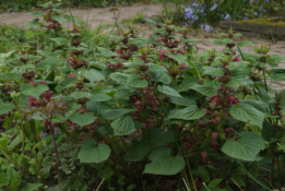 Lamium orvala bestellen